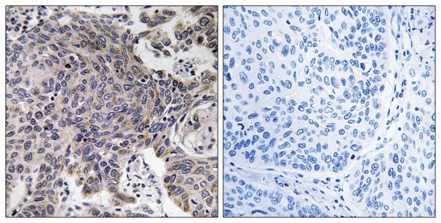 Anti-MRPL54 antibody produced in rabbit affinity isolated antibody