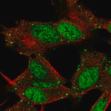 Anti-L3MBTL4 antibody produced in rabbit Prestige Antibodies&#174; Powered by Atlas Antibodies, affinity isolated antibody