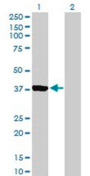 Anti-AURKC antibody produced in mouse purified immunoglobulin, buffered aqueous solution