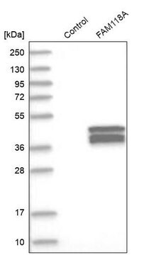 Anti-FAM118A antibody produced in rabbit Prestige Antibodies&#174; Powered by Atlas Antibodies, affinity isolated antibody, buffered aqueous glycerol solution