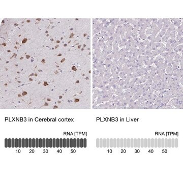 Anti-PLXNB3 antibody produced in rabbit Prestige Antibodies&#174; Powered by Atlas Antibodies, affinity isolated antibody, buffered aqueous glycerol solution