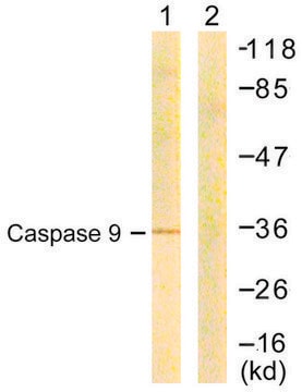 Anti-CASP9 antibody produced in rabbit affinity isolated antibody