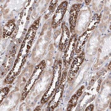 Anti-MAD2L1 antibody produced in rabbit Prestige Antibodies&#174; Powered by Atlas Antibodies, affinity isolated antibody, buffered aqueous glycerol solution