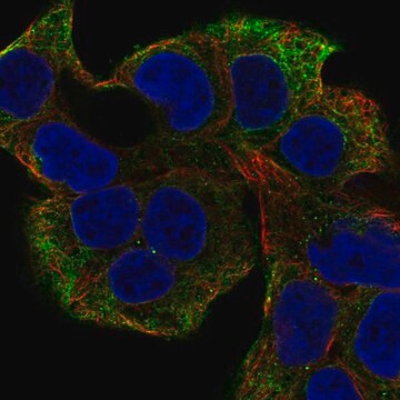 Anti-Nrap Antibody Produced In Rabbit Prestige Antibodies&#174; Powered by Atlas Antibodies, affinity isolated antibody, buffered aqueous glycerol solution