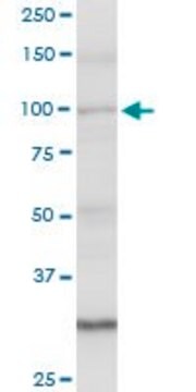 Anti-AMOTL1 antibody produced in rabbit purified immunoglobulin, buffered aqueous solution