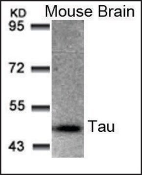 Anti-MAPT (Ab-205) antibody produced in rabbit affinity isolated antibody