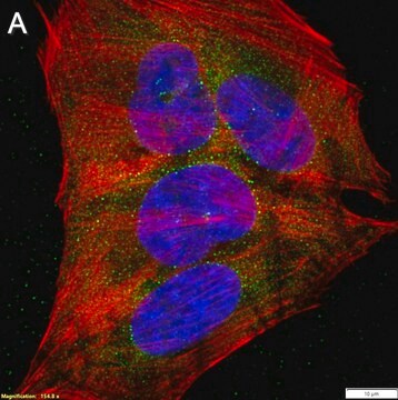 Anti-m6A Antibody, clone 17-3-4-1 ZooMAb&#174; Mouse Monoclonal recombinant, expressed in HEK 293 cells