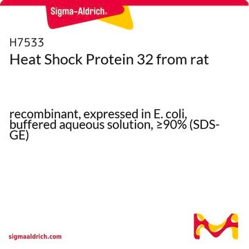 Heat Shock Protein 32 from rat recombinant, expressed in E. coli, buffered aqueous solution, &#8805;90% (SDS-GE)