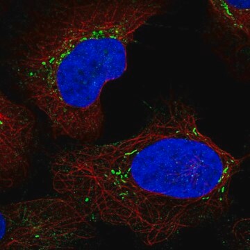 Anti-LY96 antibody produced in rabbit Prestige Antibodies&#174; Powered by Atlas Antibodies, affinity isolated antibody