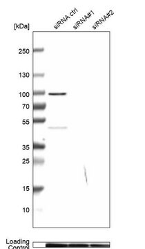 抗MICU1 兔抗 Prestige Antibodies&#174; Powered by Atlas Antibodies, affinity isolated antibody