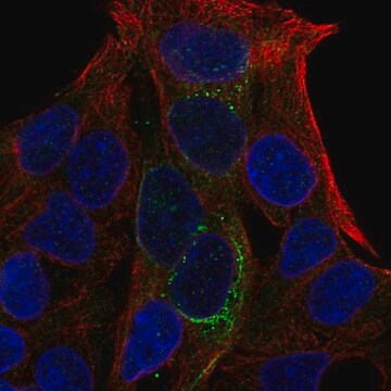 Anti-GCKR antibody produced in rabbit Prestige Antibodies&#174; Powered by Atlas Antibodies, affinity isolated antibody