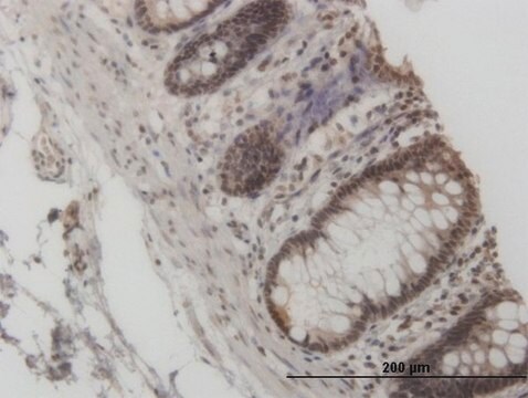 Monoclonal Anti-GCN5L2, (C-terminal) antibody produced in mouse clone 3F8, purified immunoglobulin, buffered aqueous solution