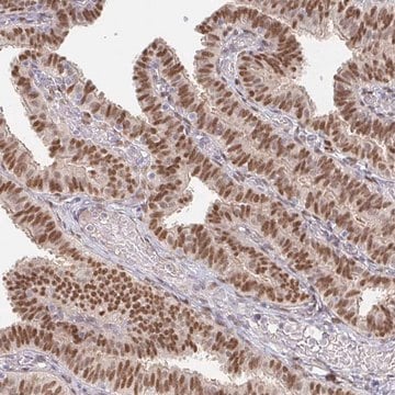 Anti-MEIS1 antibody produced in rabbit Prestige Antibodies&#174; Powered by Atlas Antibodies, affinity isolated antibody, buffered aqueous glycerol solution