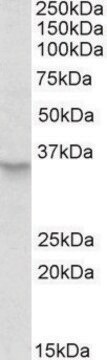 Anti-PXMP3 antibody produced in goat affinity isolated antibody, buffered aqueous solution