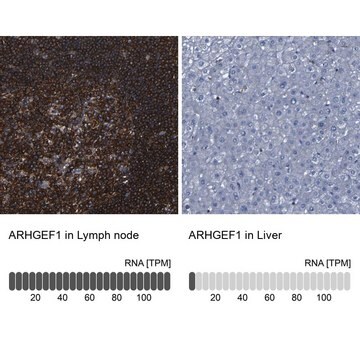 Anti-ARHGEF1 antibody produced in rabbit Prestige Antibodies&#174; Powered by Atlas Antibodies, affinity isolated antibody, buffered aqueous glycerol solution