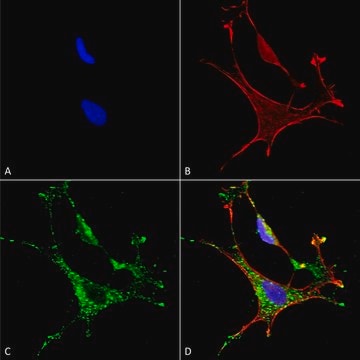 Monoclonal Anti-Mmp9 - Fitc antibody produced in mouse clone S51-82, purified immunoglobulin