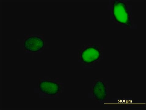 Anti-ZNF35, (N-terminal) antibody produced in mouse purified immunoglobulin, buffered aqueous solution