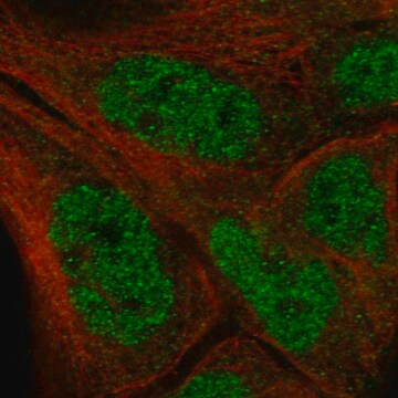 Monoclonal Anti-Il33 Antibody Produced In Mouse Prestige Antibodies&#174; Powered by Atlas Antibodies, clone CL13438, affinity isolated antibody, buffered aqueous glycerol solution