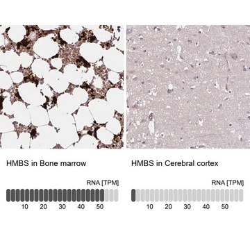 Anti-HMBS antibody produced in rabbit Prestige Antibodies&#174; Powered by Atlas Antibodies, affinity isolated antibody, buffered aqueous glycerol solution