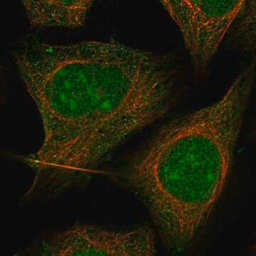 Anti-Txk Antibody Produced In Rabbit Prestige Antibodies&#174; Powered by Atlas Antibodies, affinity isolated antibody, buffered aqueous glycerol solution