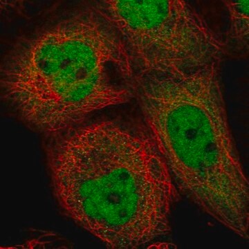 Anti-ING1 antibody produced in rabbit Prestige Antibodies&#174; Powered by Atlas Antibodies, affinity isolated antibody