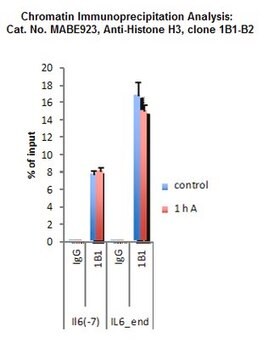 Anti-Histone H3, clone 1B1-B2 Antibody clone 1B1-B2, from mouse