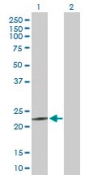 Anti-MED18 antibody produced in rabbit purified immunoglobulin, buffered aqueous solution