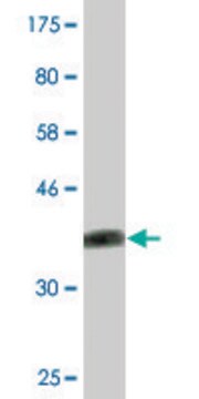 Monoclonal Anti-ATP6V1G3, (C-terminal) antibody produced in mouse clone 3A5, purified immunoglobulin, buffered aqueous solution