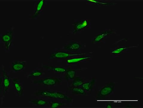 Monoclonal Anti-RCC1, (C-terminal) antibody produced in mouse clone 1C1, purified immunoglobulin, buffered aqueous solution