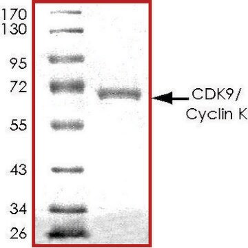 CDK9/CyclinK, active, GST tagged human PRECISIO&#174; Kinase, recombinant, expressed in baculovirus infected Sf9 cells, &#8805;70% (SDS-PAGE), buffered aqueous glycerol solution