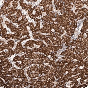 Anti-WDR91 antibody produced in rabbit Prestige Antibodies&#174; Powered by Atlas Antibodies, affinity isolated antibody, buffered aqueous glycerol solution