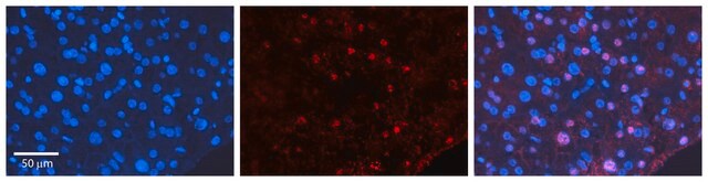 Anti-CEBPD antibody produced in rabbit affinity isolated antibody