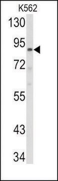 Anti-ABCB5 (N-term) antibody produced in rabbit saturated ammonium sulfate (SAS) precipitated, buffered aqueous solution