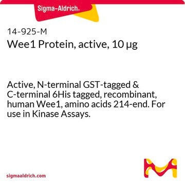 Wee1 Protein, active, 10 &#181;g Active, N-terminal GST-tagged &amp; C-terminal 6His tagged, recombinant, human Wee1, amino acids 214-end. For use in Kinase Assays.