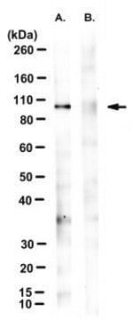 Anti-phospho-VCP (Ser784) Antibody, clone 3E4 | Sigma-Aldrich