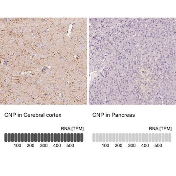 Anti-CNP antibody produced in rabbit Prestige Antibodies&#174; Powered by Atlas Antibodies, affinity isolated antibody, buffered aqueous glycerol solution, Ab4