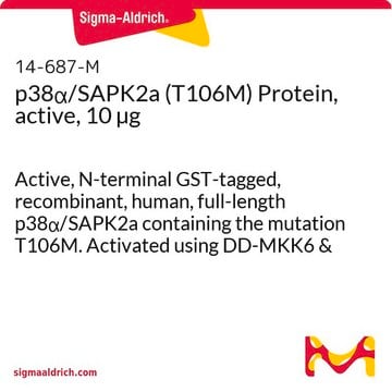 p38&#945;/SAPK2a (T106M) Protein, active, 10 &#181;g Active, N-terminal GST-tagged, recombinant, human, full-length p38&#945;/SAPK2a containing the mutation T106M. Activated using DD-MKK6 &amp; repurified using glutathione-agarose. For use in Kinase Assays.