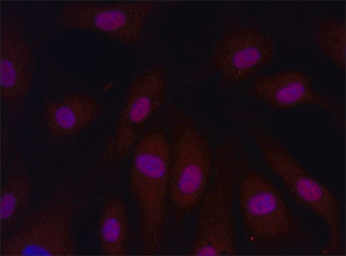 Anti-ARPC4 (26-40) antibody produced in rabbit IgG fraction of antiserum, buffered aqueous solution