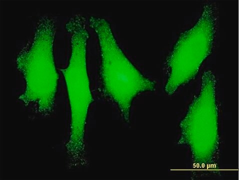 Monoclonal Anti-LMO1 antibody produced in mouse clone 4F7, purified immunoglobulin, buffered aqueous solution