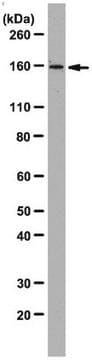 Anti-PICH Antibody, clone 142-26-3 clone 142-26-3, from mouse