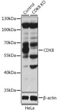 Anti-CDK8 antibody produced in rabbit