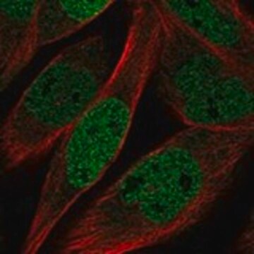 Anti-KLHL11 antibody produced in rabbit Prestige Antibodies&#174; Powered by Atlas Antibodies, affinity isolated antibody, buffered aqueous glycerol solution