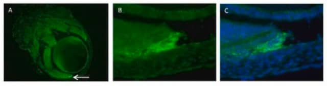 Anti-RalDH2 (ALDH1A2) from rabbit, purified by affinity chromatography