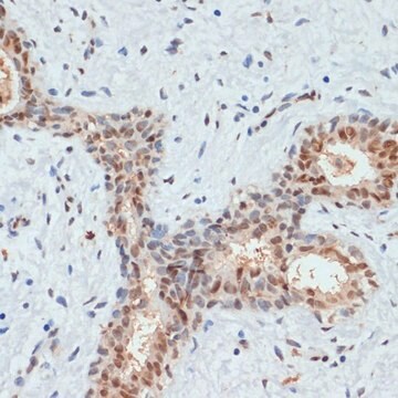 Anti-Phospho-AKT1-S473 antibody produced in rabbit