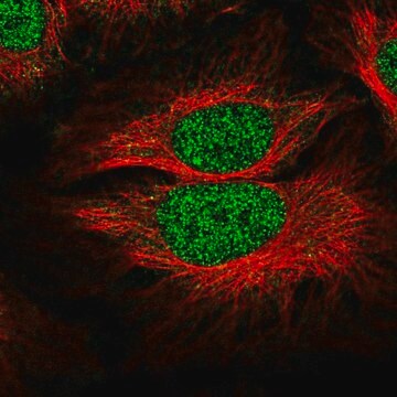 Anti-SLF1 antibody produced in rabbit Prestige Antibodies&#174; Powered by Atlas Antibodies, affinity isolated antibody