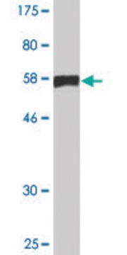 Monoclonal Anti-C10orf81 antibody produced in mouse clone 3B6, purified immunoglobulin, buffered aqueous solution