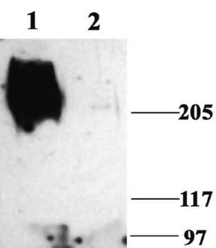 Anti-Natriumkanal-Antikörper, spannungsgesteuert, Schmerz (Segment SP19) Chemicon&#174;, from rabbit