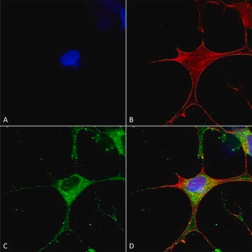 Monoclonal Anti-Glun1-Nr1 - Hrp antibody produced in mouse clone S308-48, purified immunoglobulin