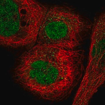 Anti-MORC3 antibody produced in rabbit Prestige Antibodies&#174; Powered by Atlas Antibodies, affinity isolated antibody