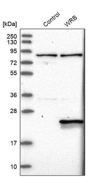 Anti-WRB antibody produced in rabbit Prestige Antibodies&#174; Powered by Atlas Antibodies, affinity isolated antibody, buffered aqueous glycerol solution